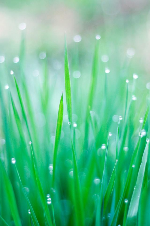 3D iPhone 5 Wallpapers with water Drop Effects