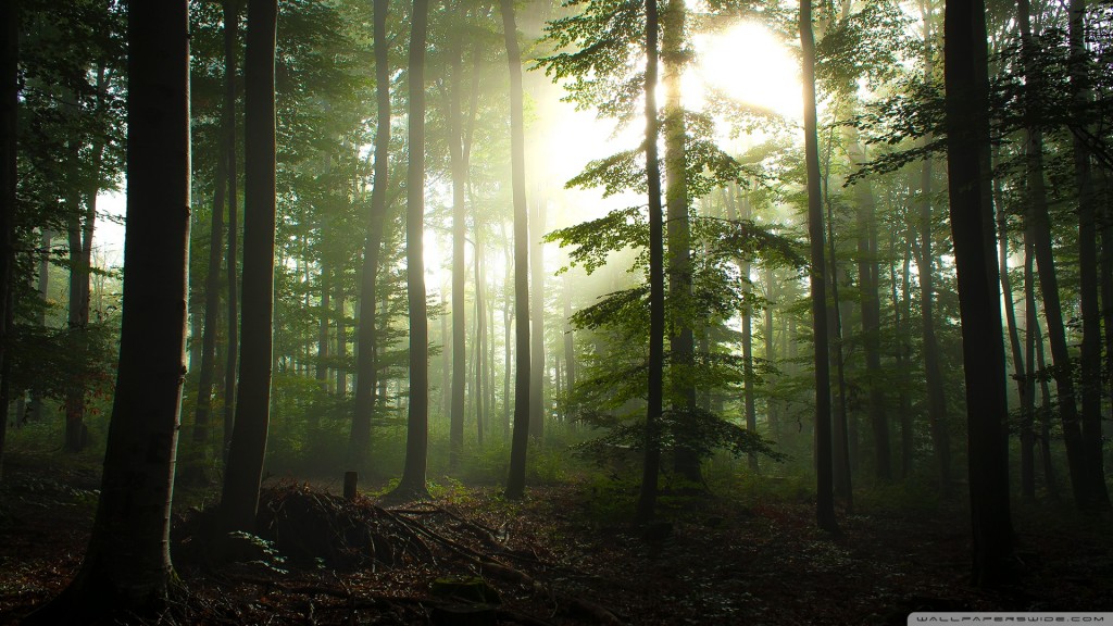 HD wallpapers for Windows 8-coniferous_forest
