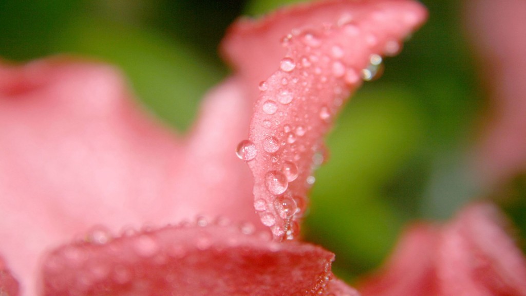 HD wallpapers for Windows 8-drops_on_flower